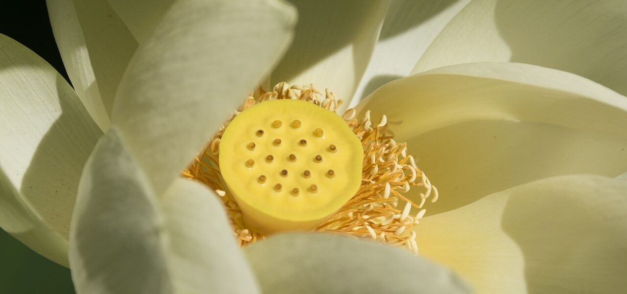 fleurs zen