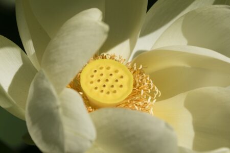 fleurs zen